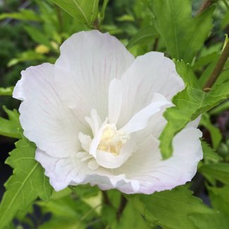 Hibiscus  'Flower Tower White'®