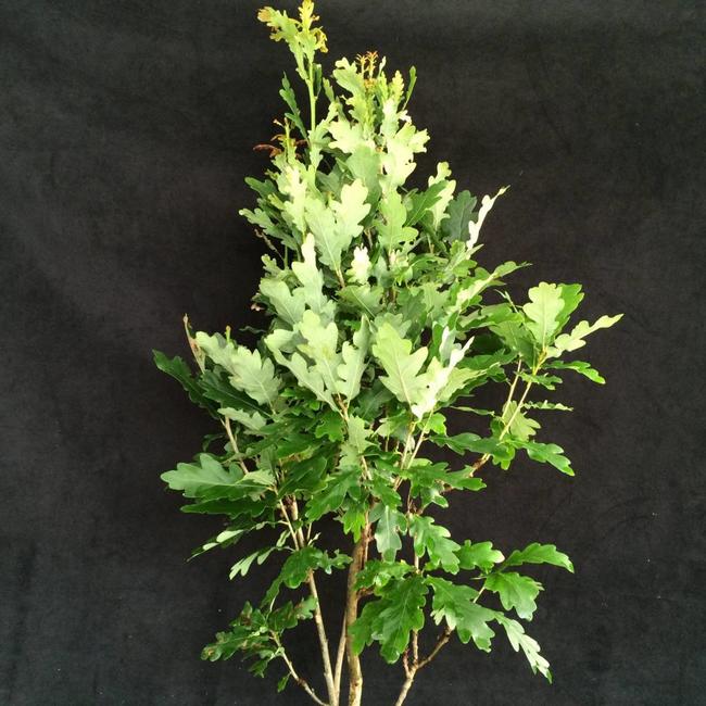 Quercus robur 'Menhir'