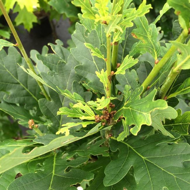 Quercus robur 'Menhir'