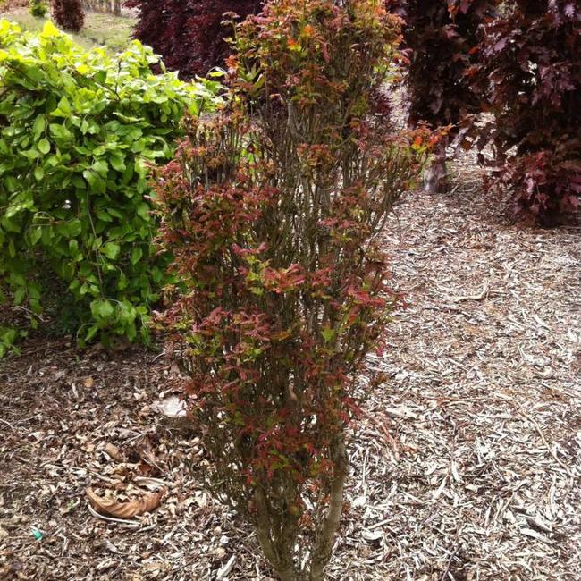 Quercus robur 'Menhir'