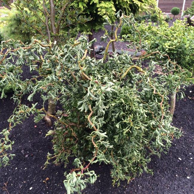 Crataegus monogyna 'Flexuosa'