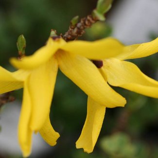 Forsythia 'Pauline'