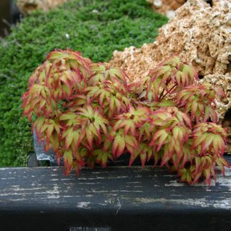 Acer palmatum 'Little Princess'