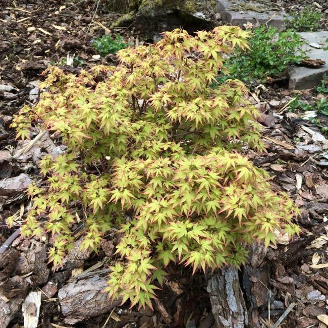 Acer palmatum 'Little Princess'