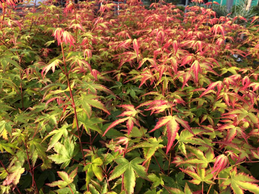 Acer palmatum 'Little Princess' Herman Geers