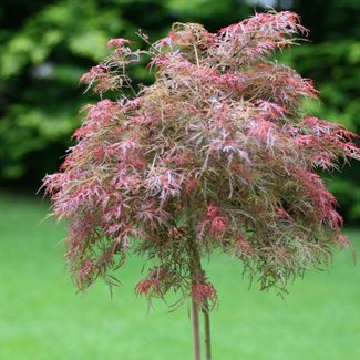 Acer palmatum 'Red Baby Lace'