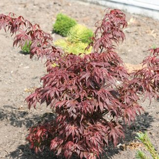 Acer palmatum 'Orange Sunset'