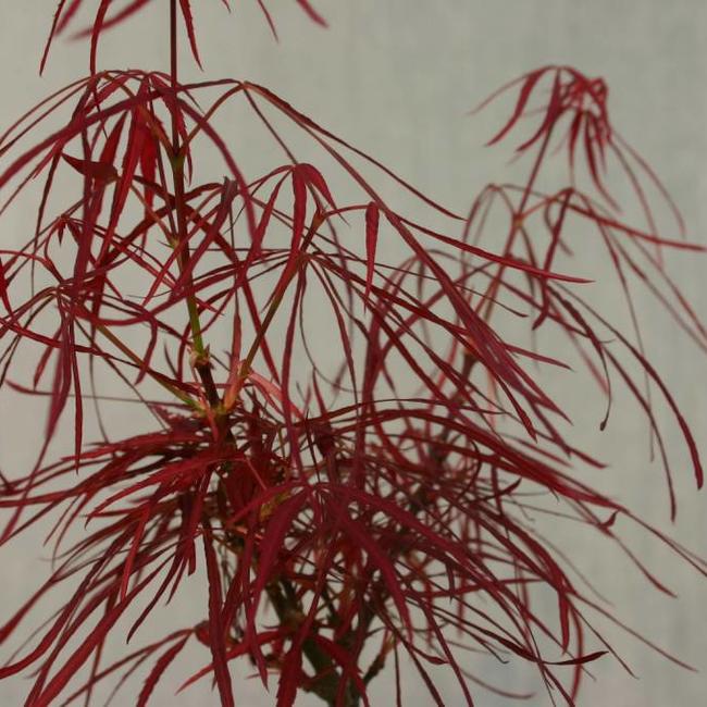 Acer palmatum 'Red Pygmy'