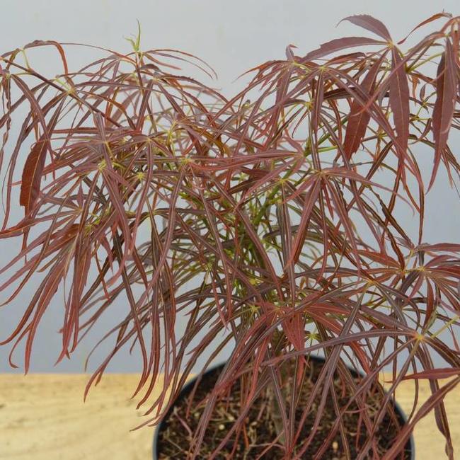 Acer palmatum 'Red Pygmy'