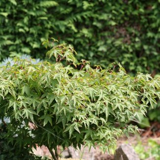 Acer palmatum 'Murasaki Kiohime'