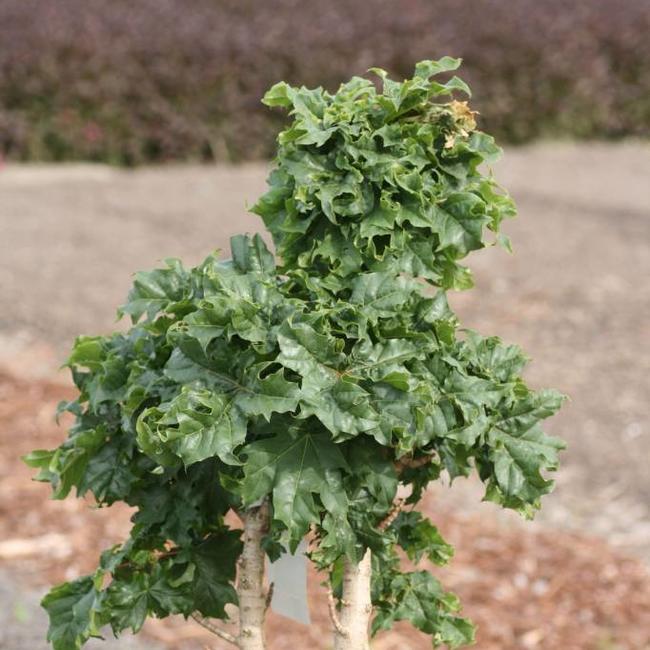 Acer platanoides 'Marit'