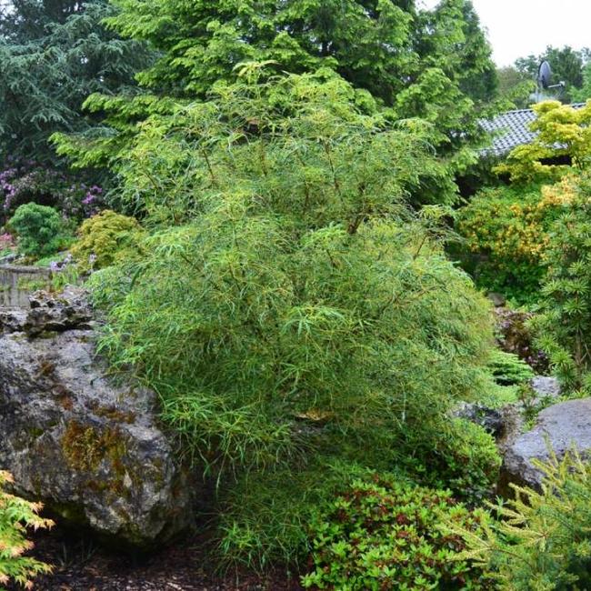 Aesculus hippocastanum 'Laciniata'