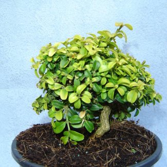 Buxus micropylla 'Curly Locks'