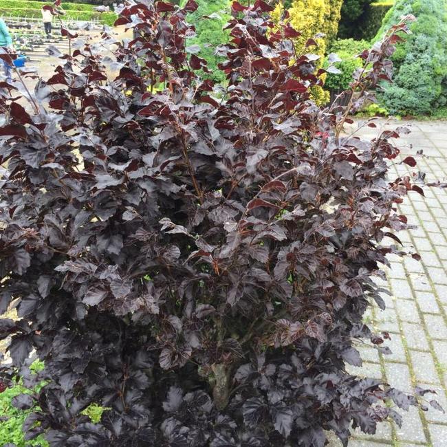 Fagus sylvatica 'Purpurea Nana'