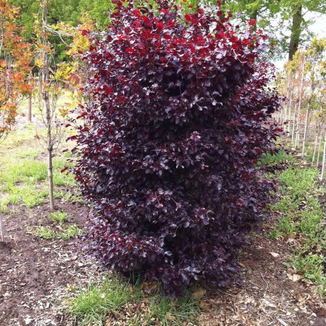 Fagus sylvatica 'Purpurea Nana'