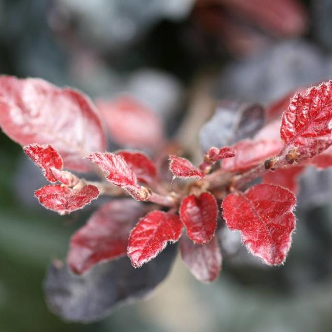Fagus sylvatica 'Purpurea Nana'