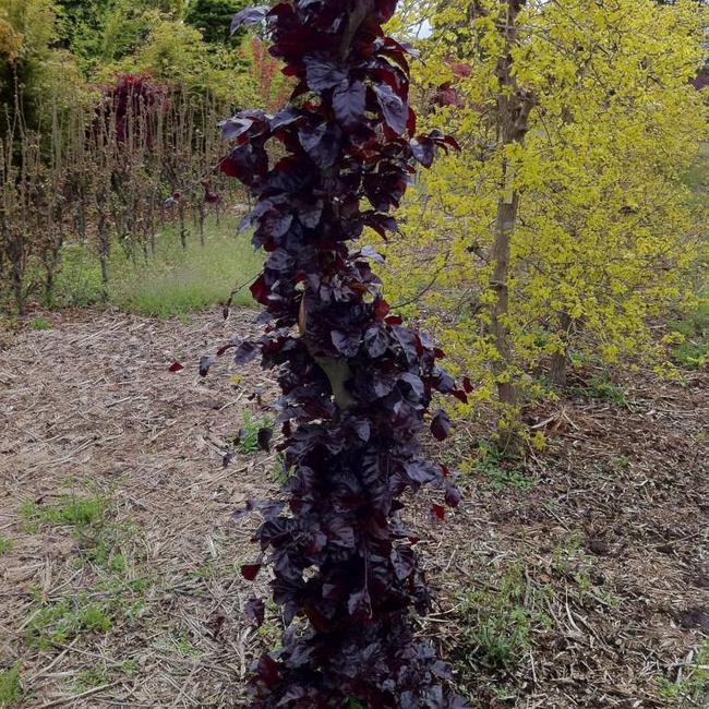 Fagus sylvatica 'Purpurea Nana'