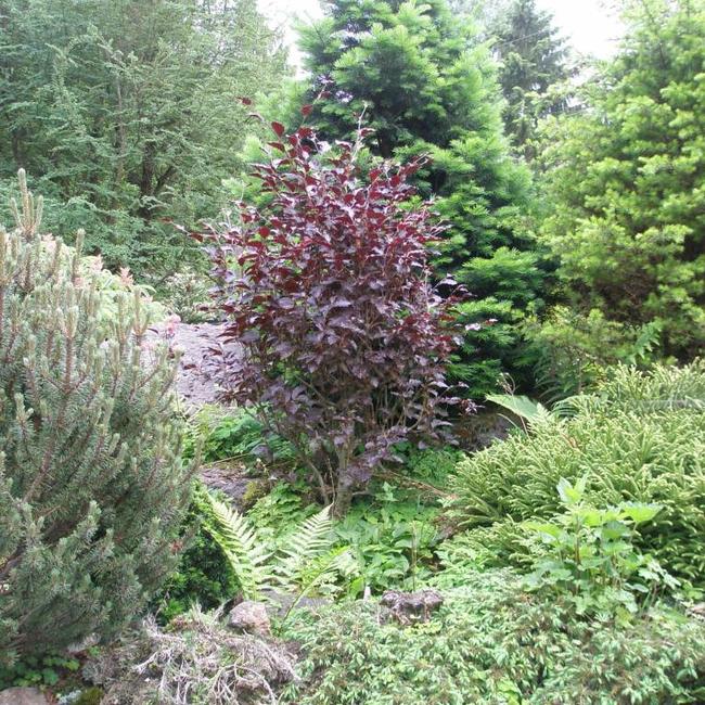 Fagus sylvatica 'Purpurea Nana'