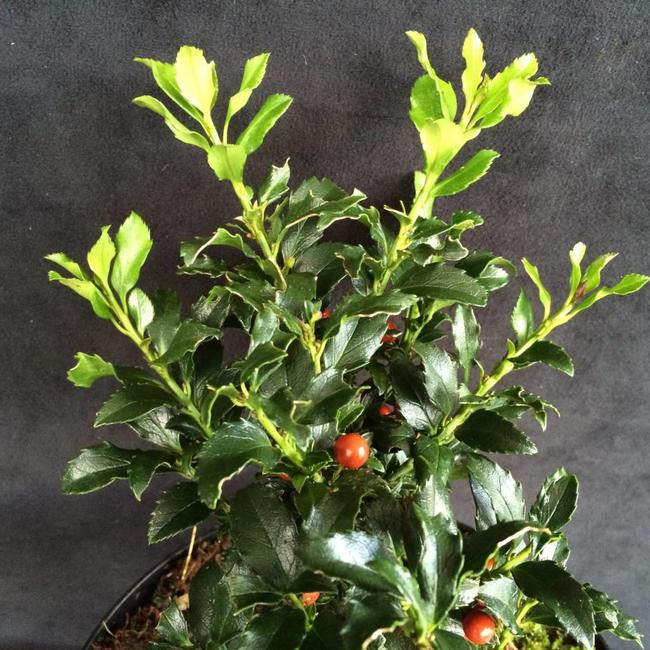 Ilex x meservae 'Super Mini'
