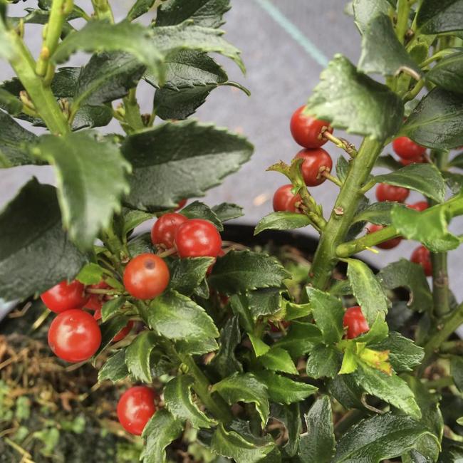 Ilex x meservae 'Super Mini'