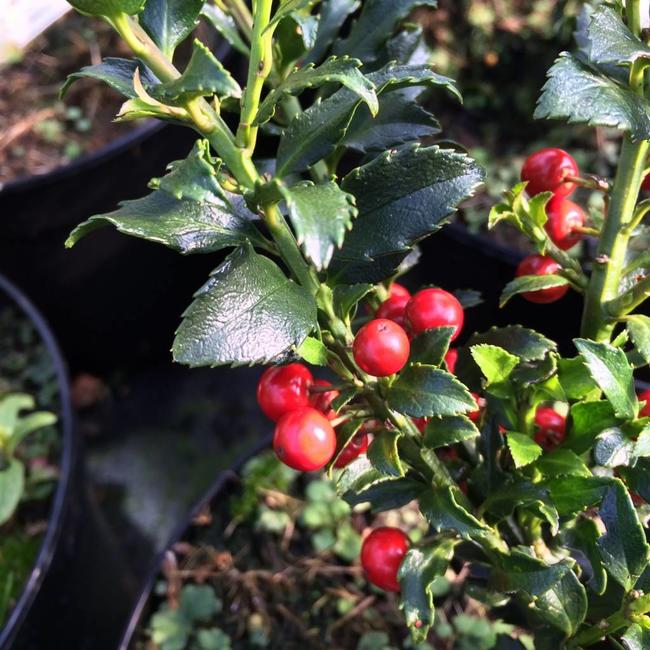 Ilex x meservae 'Super Mini'
