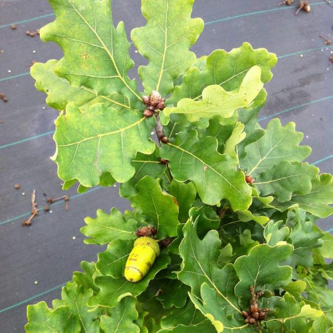 Quercus robur 'Compacta'