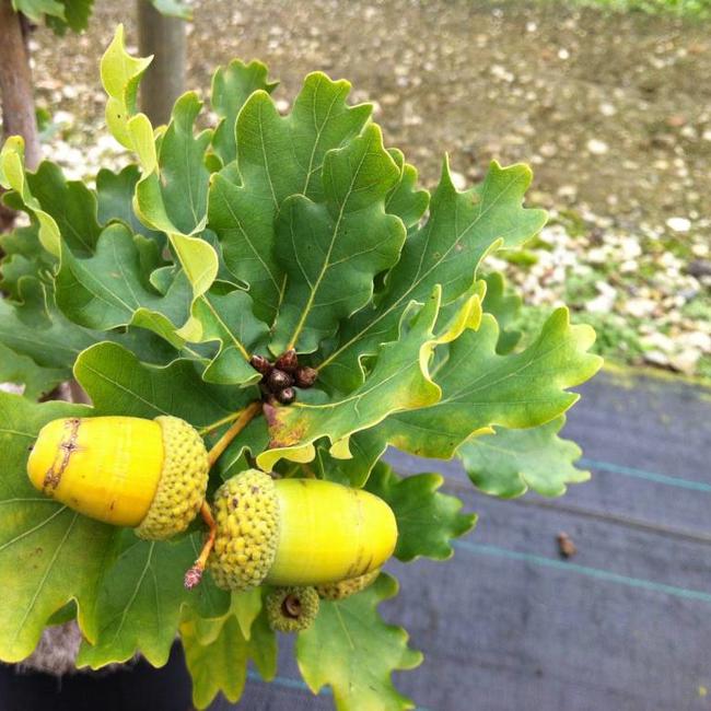 Quercus robur 'Compacta'