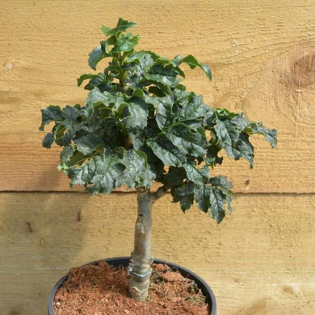 Fraxinus excelsior 'Crispa'