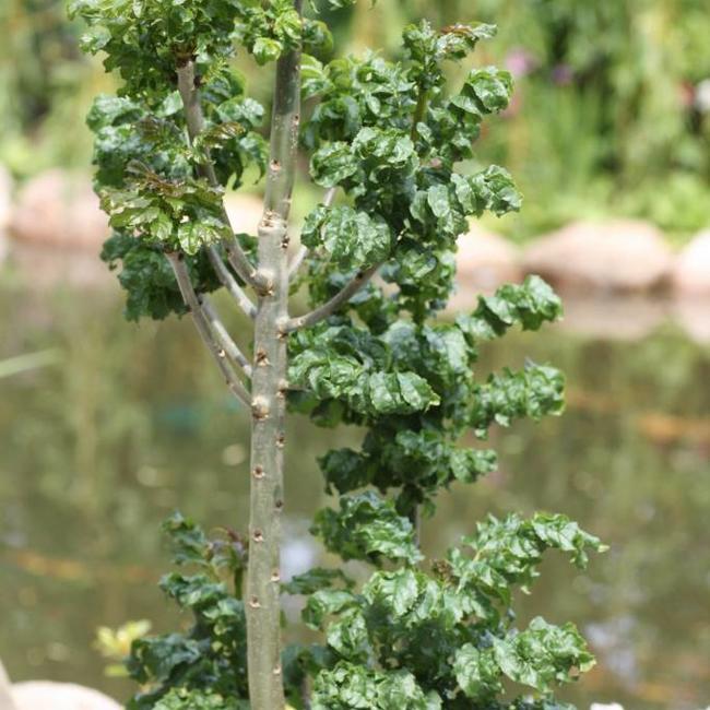 Fraxinus excelsior 'Crispa'