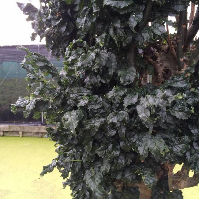 Fraxinus excelsior 'Crispa'