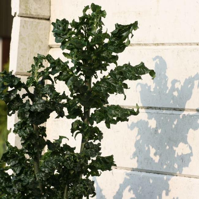 Fraxinus excelsior 'Crispa'