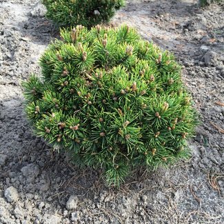 Pinus uncinata 'Heideperle'