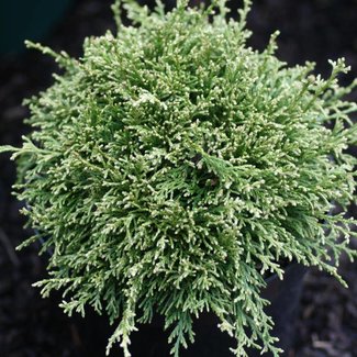 Chamaecyparis pisifera 'White Pygmy'