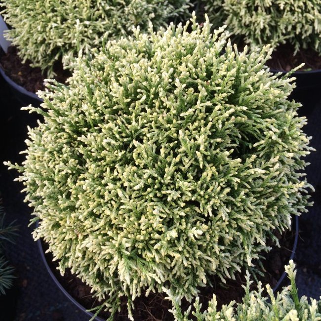 Chamaecyparis pisifera 'White Pygmy'