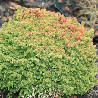 Cryptomeria japonica 'Compacta'