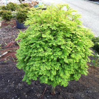 Metasequoia glyptostroboides 'Matthaei Broom'