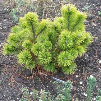 Pinus mugo 'Orange Sun'