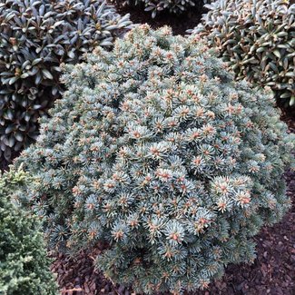 Abies lasiocarpa 'Alpine Beauty'