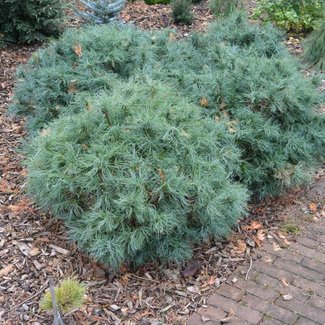 Pinus strobus 'Squiggles'