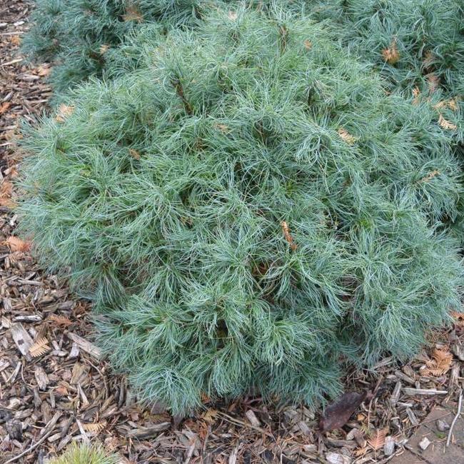Pinus strobus 'Squiggles'
