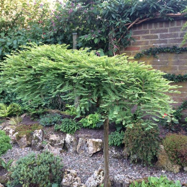 Metasequoia glyptostroboides 'Miss Grace'