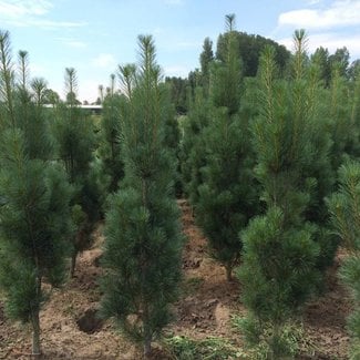 Pinus strobus 'Stowe Pillar'