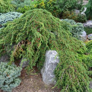 Juniperus communis 'Corie Lagan'