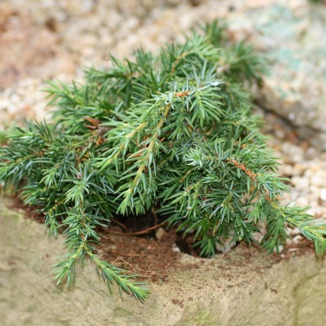Juniperus communis 'Corie Lagan'