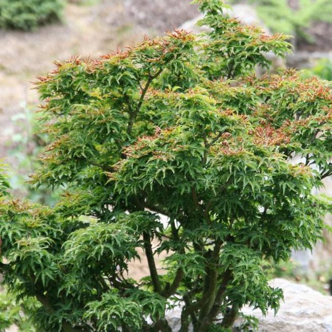 Acer palmatum 'Shishigashira'