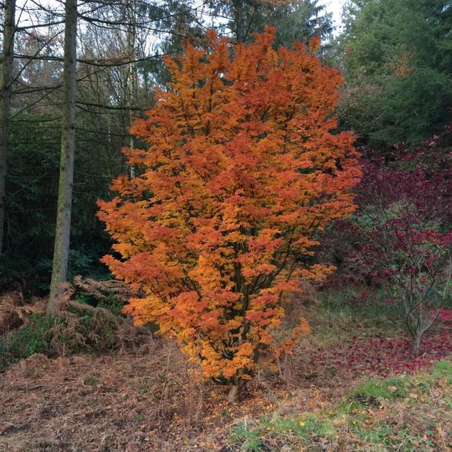 Acer palmatum 'Shishigashira'