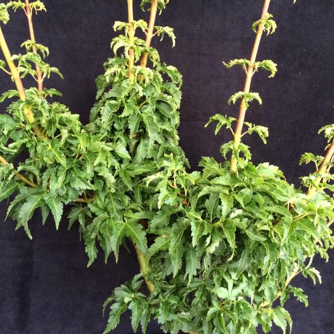 Acer palmatum 'Shishigashira'