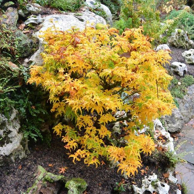Acer palmatum 'Shishigashira'