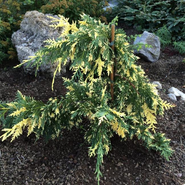 Xanthocyparis nootkatensis 'Gloria Polonica'