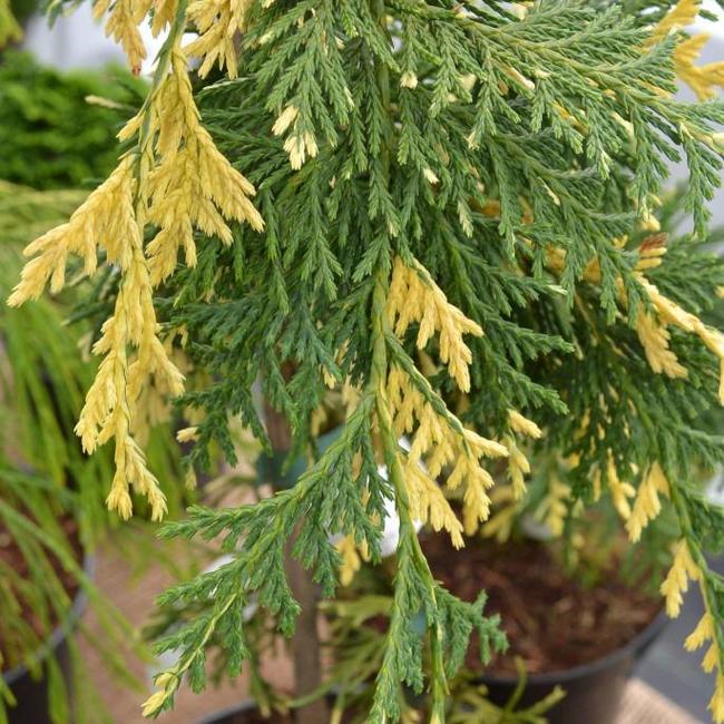 Xanthocyparis nootkatensis 'Gloria Polonica'